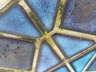green algae on pool tiles